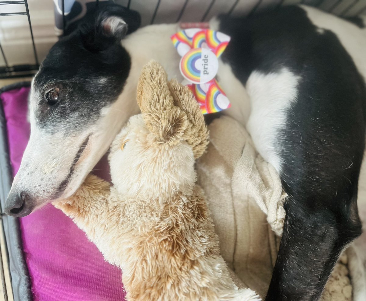 MariaOLoan's tweet photo. Panda is ready for Pride Month, although decidedly unimpressed that I disturbed her nap! https://t.co/fyPkDtTqFE