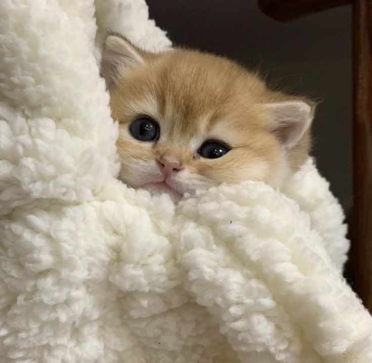 cats.jpg (@catsdotjpg) on Twitter photo 