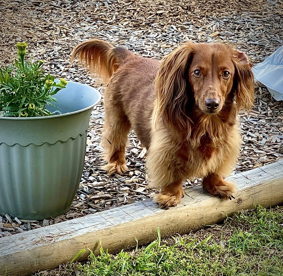 Have a lovely weekend friends ☀️🐾🎾Love Sherman❤️❤️❤️