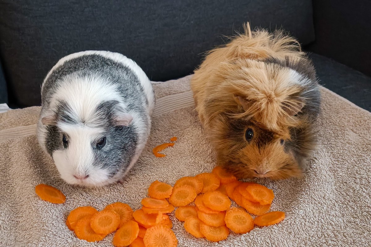Nejlepší 🥕 na světě...
Nejdřív se nad mrkvičkou ofrňovaly, tak říkám, že ta mrkev je nejlepší na světě, protože ji vypěstoval Dan Vávra na své zahrádce. No a holky ji hned sluply jako malinu. 🥰🥳