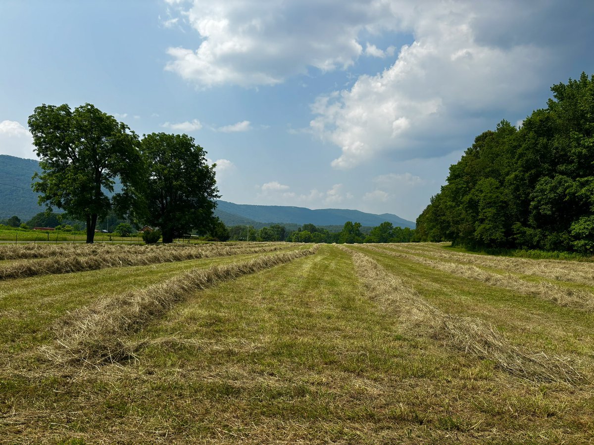 Mountainfarm6 tweet media