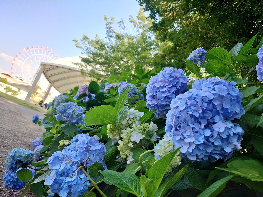 EVstrom2891's tweet photo. 2025.6.4
富士を拠点に同級生ツーへ~🏍️💨
2日目は富士から日帰りの名古屋ツー
博物館🚗🚄を巡りからの刈谷ハイウェイオアシスで遊んできました!🎡
公園内の紫陽花が今年も綺麗でした!🏵️✨
#vストローム250 #f800st
#バイク乗りと繋がりたい
@ENEMY_CONTLLOER https://t.co/IwedE9LvQ9