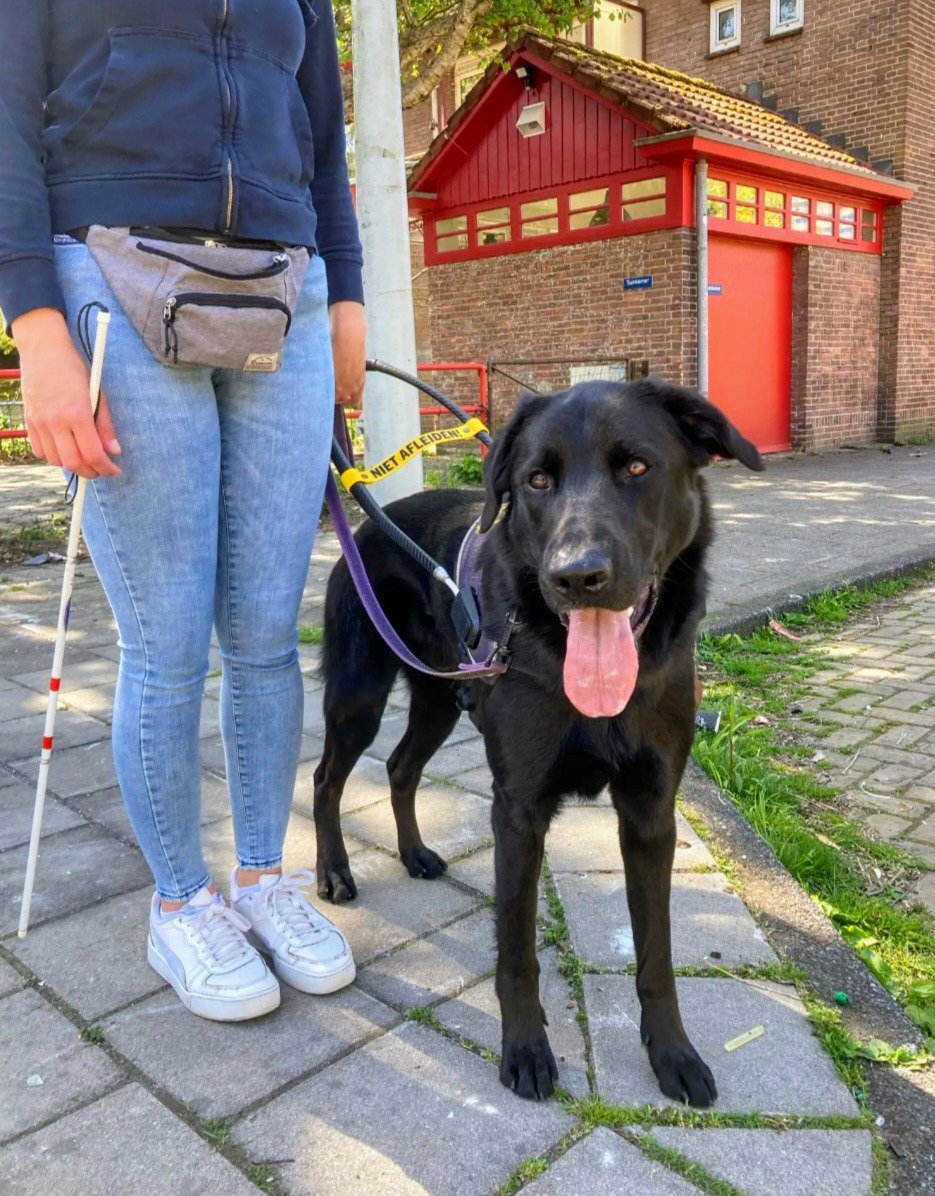 Onze Kanjer Echo kruising oud Duitse herder labrador is geslaagd als Blindengeleidehond en gaat iemand heel blij maken 💜 super trots op hem 🥰 <a href="/KNGFGeleidehond/">KNGF Geleidehonden</a> #puppypleegezin #genieten #trots