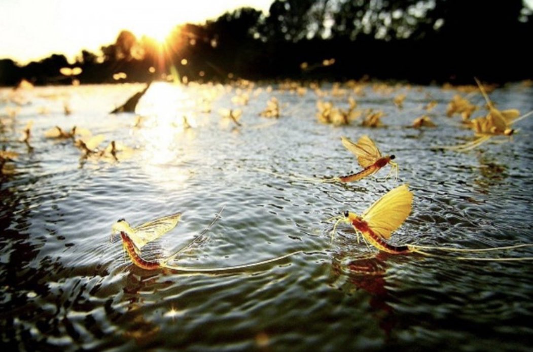 Čisto da vas sve obavestim,krenulo je “Cvetanje Tise” doduše tek po koji. Očekuje se sutra prekosutra u punom sjaju. Jedinstvena pojava u slavu života i ljubavi.