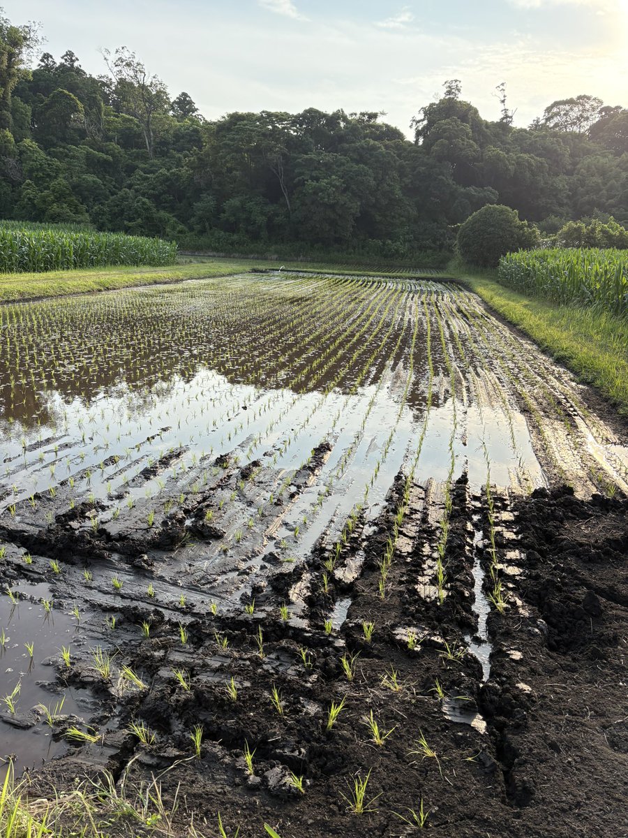 pasoBread's tweet image. 今年はいつもより多く植えた
米高いからいっぱいできてくれ🙏