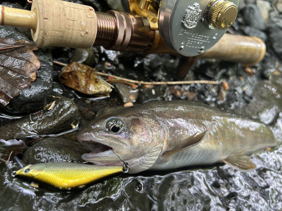 KeiryuPwl's tweet image. 今日は大漁でした‼️
いや〜、最高に楽しかった😆
全部で7尾。
また行きたいな😊

#TIMCO
#ティムコ
#フェンウィック
#ラクス50s
#アンバサダー2500c
#渓流
#渓流ルアー