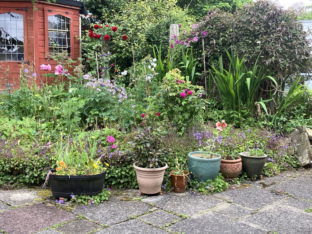 Back garden today in the rain so no gardening for me