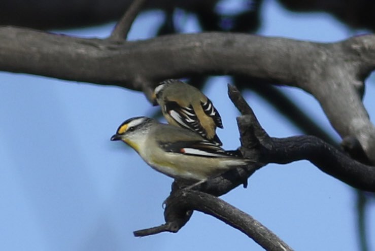 A pair of Striated Pardalotes at Gluepot Reserve #birds #gluepot