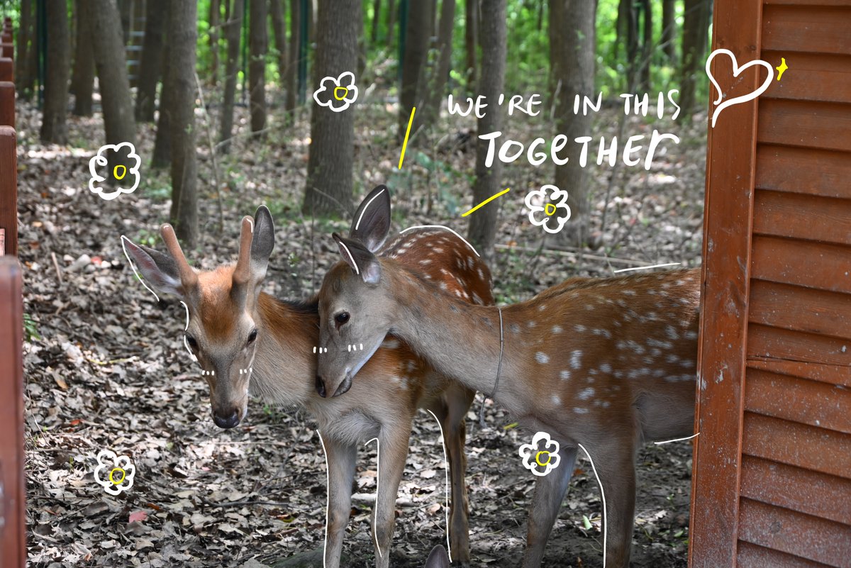 Finals week got you feeling fenced in? Our campus deer remind us: take a breath, find your calm, and maybe lean on a friend (or a tree). You’ve got this! 💪🦌

#SJTU #FurryFriends #FinalsWeek