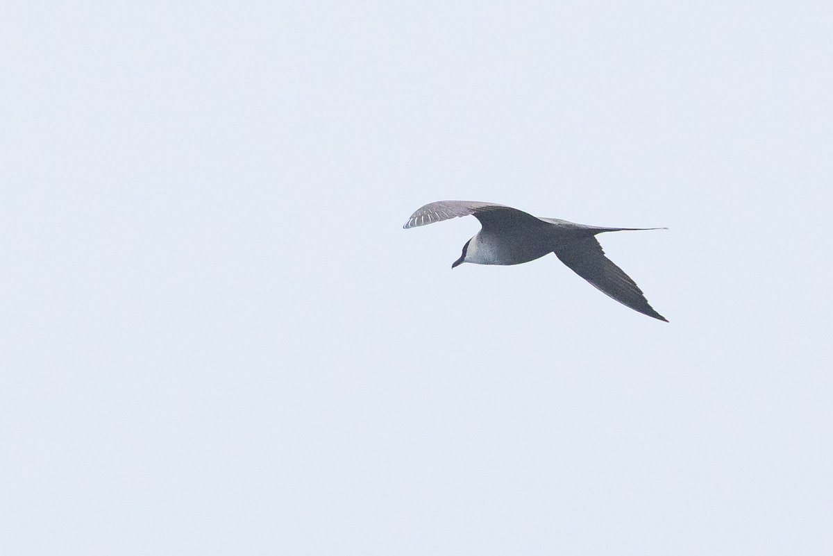 dunbar44's tweet image. A few more recent sightings. White rumped sandpiper, long tailed Skua, great Skua and minke whale !