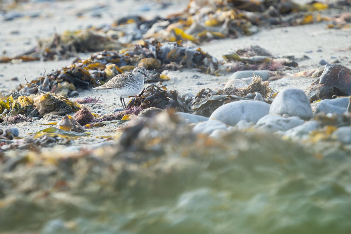 dunbar44's tweet image. A few more recent sightings. White rumped sandpiper, long tailed Skua, great Skua and minke whale !