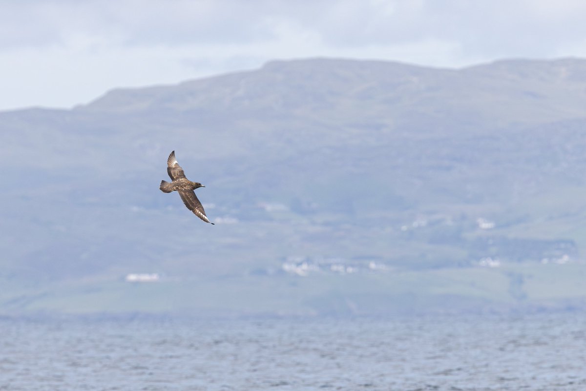 dunbar44's tweet image. A few more recent sightings. White rumped sandpiper, long tailed Skua, great Skua and minke whale !