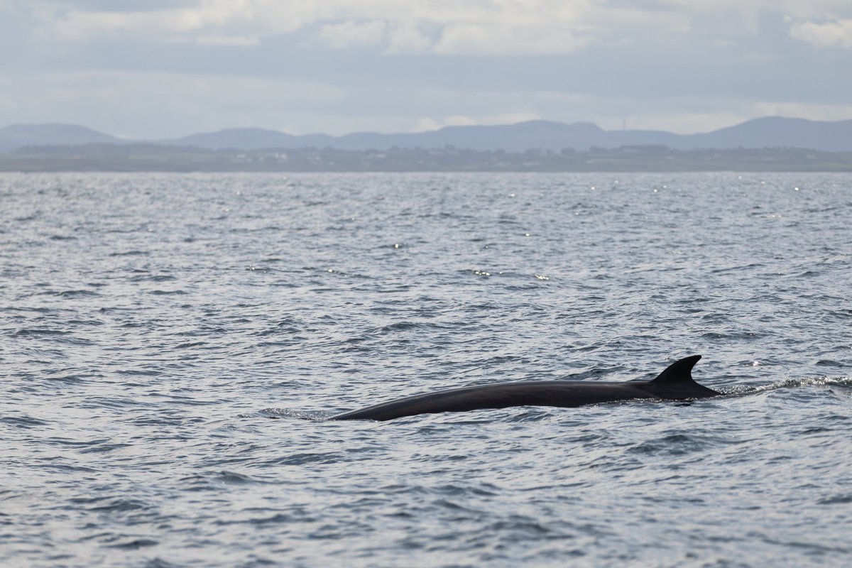 dunbar44's tweet image. A few more recent sightings. White rumped sandpiper, long tailed Skua, great Skua and minke whale !