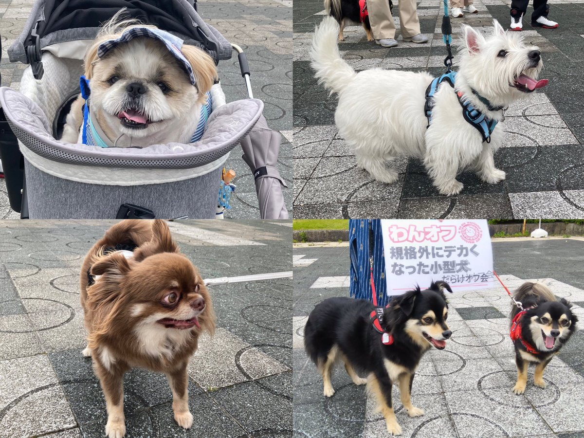 第2回規格外にデカくなった小型犬だらけオフ無事に開催しました