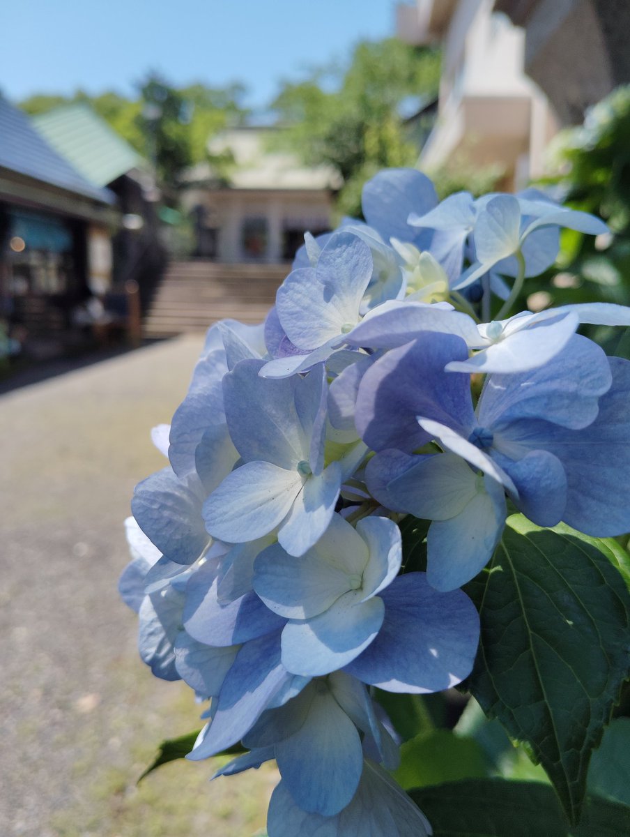 #今日のKizu　　　　　　　　南洲神社

　　    紫陽花が、咲いてたよ？🐹💤

　  Hydrangeas blooming
　　　　　　　　 at Nanshu Shrine ⛩️