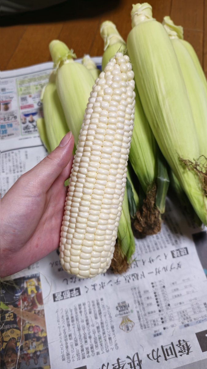 🌽🌽🌽🌽…
白くて大きい😆
上までしっかり実が詰まってて良き良き◎