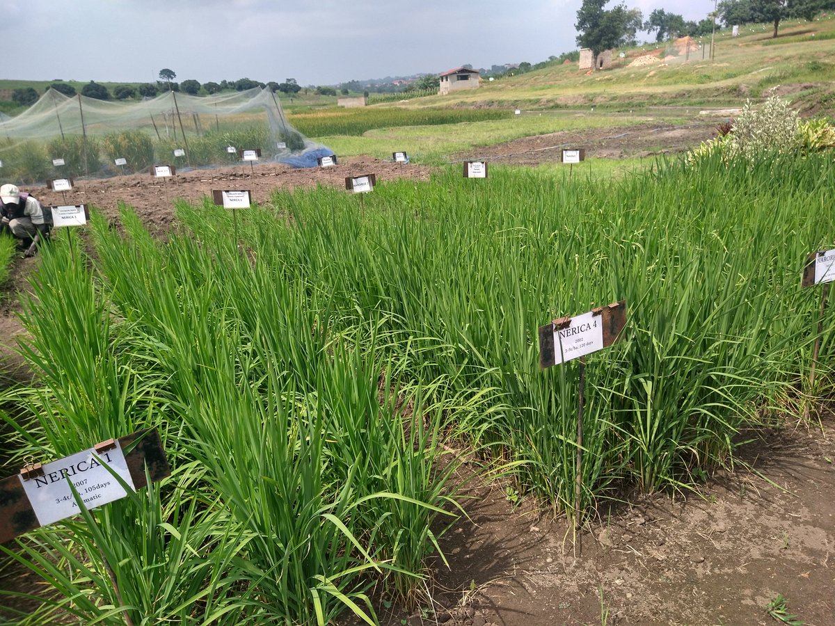 Eco-friendly fertilizer &amp; Soil health #UplandRice #vegetablegarden #smallbusinesssupportingsmallbusiness 
#SoilHealth
#Researchextension 
#TopFans 
#follower
<a href="/narouganda/">NARO Uganda</a> <a href="/BusitemaUni/">Busitema University</a> <a href="/FAOAfrica/">FAO in Africa</a> <a href="/IFAD/">International Fund for Agricultural Development</a> <a href="/Agri/">Agri</a> <a href="/Agriculfuture/">Doctor natural care</a> <a href="/farm/">Farm 🌾</a> <a href="/USDA_ARS/">Agricultural Research Service</a> <a href="/MAAIF_Uganda/">MAAIF 🇺🇬</a> <a href="/FertilizerNews/">International Fertilizer Association</a>