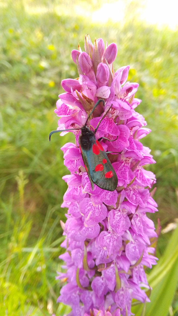 Sarah L (@s4r4h_l) on Twitter photo Happy to see a 5 spot narrow bordered burnet #moth on the dunes last night, the lighting was perfect to really highlight the border! Happy to find orchids too. #FyldeCoast #MothsMatter <a href="/savebutterflies/">Butterfly Conservation π¦</a> #Lancashire #vitaminN Happy to see a 5 spot narrow bordered burnet #moth on the dunes last night, the lighting was perfect to really highlight the border! Happy to find orchids too. #FyldeCoast #MothsMatter <a href="/savebutterflies/">Butterfly Conservation π¦</a> #Lancashire #vitaminN
