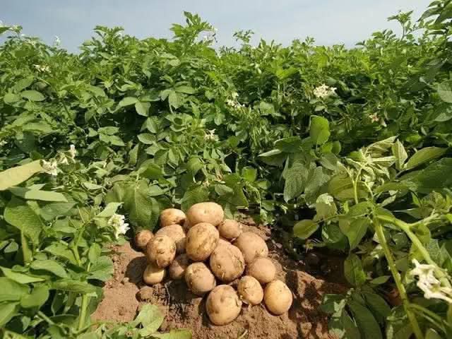 JoelOptimist1's tweet photo. A Comprehensive Guide to Successful Potato Farming

Potato farming is a fulfilling and lucrative agricultural venture. Here’s a detailed guide on how to grow healthy and abundant potatoes:

1. Selecting the Best Potato Variety
Choosing the right potato variety is crucial for a successful harvest.

Types of Potatoes: Early-season varieties (for new potatoes), mid-season, and late-season varieties (for storage).

Seed Potatoes: Always buy certified seed potatoes from a reputable source to ensure disease-free plants.

2. Soil Preparation for Potatoes
Potatoes thrive in well-drained, loose soil.

Soil Type: Sandy loam soil, rich in organic matter, is ideal.

Soil pH: Test soil and aim for a pH of 5.5 to 6.5.

Soil Amendments: Add compost or well-rotted manure to enhance soil fertility and drainage.

Tilling: Loosen soil to a depth of at least 12 inches to allow healthy tuber growth.

3. Preparing and Curing Seed Potatoes
If necessary, cut your seed potatoes into pieces, each with at least one "eye."

Curing: Dry cut seed potatoes for 24-48 hours in a cool, dark area to prevent rot when planted.

4. Planting Potatoes
Timing is key for planting potatoes.

Timing: Plant in early spring, once the last frost has passed and soil temperature reaches around 45°F (7°C).

Spacing: Place seed potatoes 4-6 inches deep and 12-15 inches apart. Rows should be 2-3 feet apart.

Orientation: Position the potatoes with the eyes facing upward for optimal growth.

5. Proper Watering Techniques
Potatoes require regular, consistent moisture to thrive.

Watering Frequency: Water deeply once a week or more often during dry spells.

Avoid Overwatering: Ensure proper drainage to prevent rot and disease.

6. The Importance of Hilling
Hilling is essential to ensure a healthy potato crop.

Technique: Mound soil around the plants when they reach 6-8 inches tall to keep the tubers protected from sunlight.

Frequency: Hill the plants two to three times throughout the growing season for the best results.

7. Managing Weeds and Pests
Weeding and pest control are vital to a successful potato harvest.

Weeding: Regularly remove weeds to reduce competition for nutrients.

Pest Control: Look out for aphids, potato beetles, and wireworms. Use organic methods or hand-picking for control.

8. Fertilization for Optimal Growth
Proper nutrition is essential for robust potato plants.

Fertilization: Use a balanced fertilizer, rich in potassium, during planting and again during hilling. Follow the recommended application rates.

9. Harvesting Your Potatoes
Timing is crucial when it comes to harvesting.

Early Potatoes: Harvest 60-90 days after planting when the plants start flowering.

Storage Potatoes: Wait for leaves to yellow and die back, usually after 90-120 days.

Harvesting Method: Use a garden fork to carefully dig up potatoes, ensuring not to puncture the tubers.

10. Storing Potatoes for Longevity
Proper curing and storage ensure a long shelf life for your potatoes.

Curing: Allow freshly harvested potatoes to cure in a cool, dark, well-ventilated area for 1-2 weeks.

Storage: Store cured potatoes in a cool, dark location at 45-50°F (7-10°C) with proper ventilation.

By following these simple but effective steps, you can enjoy a bountiful harvest of high-quality potatoes!