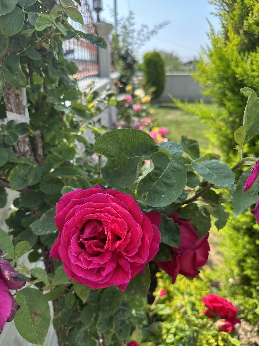 Good morning and Eid Mubarak. 🙏🏻❤️