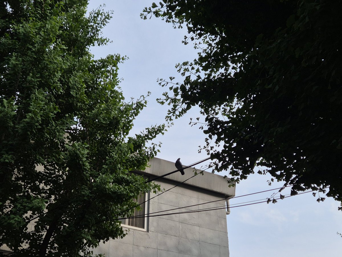 둘기 찍기 잼따