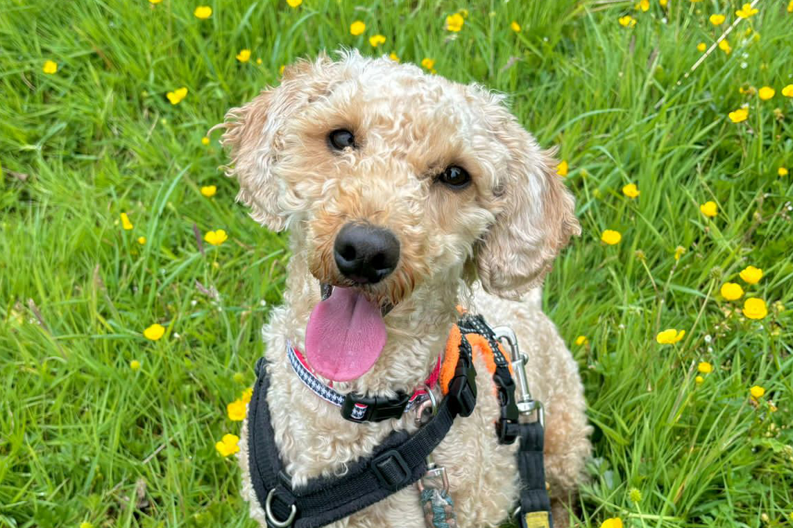 💛 MEET PETE 💛

This fun and friendly Poodle Cross is 2yrs old and was found as a stray. 😔

Find out more about him 👉 bit.ly/43KnBus

#RescueDog #AdoptDontShop #Cockerpoo #Leeds <a href="/DogsTrust/">Dogs Trust 💛🐶</a>