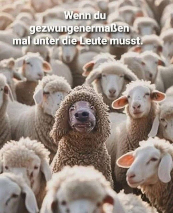 <a href="/ORayki/">Oliver Rayki</a> <a href="/AmunSeth/">Amun Seth</a> genau! und das ist sein lieblings schaf😉😅🫢🤣🤣🤣