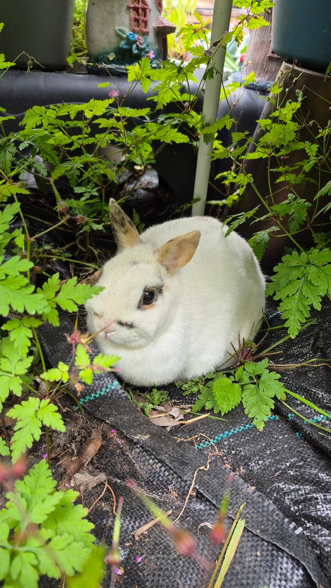 Moin moin, dan zoek je hele huis af. Waar is mijn Mancha? Al 3 keer in de tuin gezocht. En binnen. Hele huis. 
Maar uiteindelijk gevonden en lief konijn keek mij aan met van wat is???? Maar is toch weer braaf naar binnen gekomen. Ze word over 2 maanden al 9