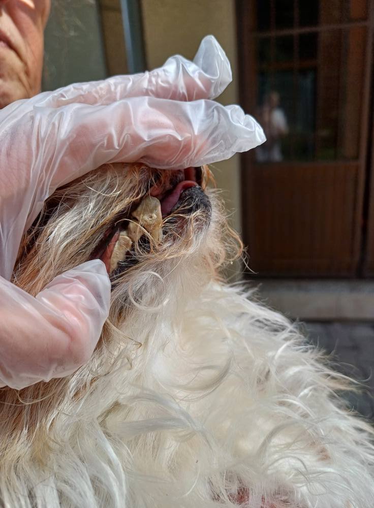 Tierheim für den Landkreis Cham e.V Kopie:
Dieser kleine Kerl wurde mitten auf der Straße in Michelsneukirchen aufgefunden, er hat beissenden Uringeruch an sich und sein Fell ist massiv mit getrocknetem Urin durchtränkt .....
Von seinem dentalen, katastrophalen Zustand ganz zu