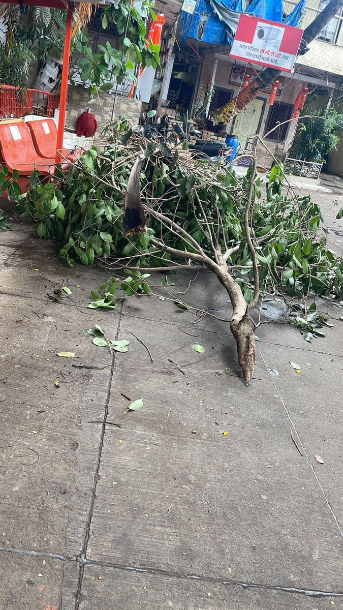 tailor_purav's tweet photo. @mybmcPNnorth A tree fall complaint number 0723063424 on 22nd May is still unresolved. It’s blocking the road, creating a mess, and a potential health hazard. Please take immediate action.#BMC #TreeFall #PNNorthWard @SunilKoliBJP @mybmc @AslamShaikh_MLA https://t.co/wxaRZjM50q