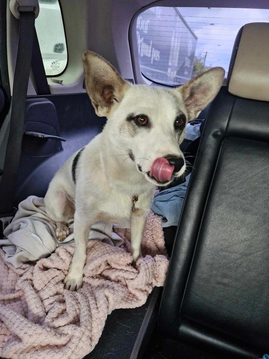 Eddie, 🌈Angel Ella, Winnie, Johnny and Ziggy❤️🐾 (@and_beagles) on Twitter photo Axl is on the Happy Bus en route for the U.K. 🥳. He arrives on Monday as a foster pup to our home. We can’t wait to welcome him and hopefully find him a wonderful family of his own 🙏♥️🐾🙏♥️ <a href="/EvermoreDog/">EverMore Dog Rescue</a> Axl is on the Happy Bus en route for the U.K. 🥳. He arrives on Monday as a foster pup to our home. We can’t wait to welcome him and hopefully find him a wonderful family of his own 🙏♥️🐾🙏♥️ <a href="/EvermoreDog/">EverMore Dog Rescue</a>