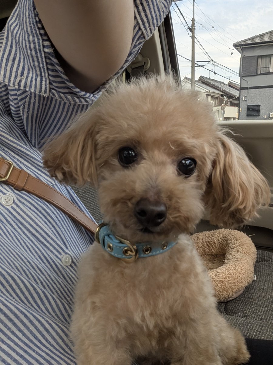 実家といぷー7歳。
トリミングで泡パックもしてもらって何だか高級な匂い(笑)

そして、めっちゃ手足が長いんです🤣