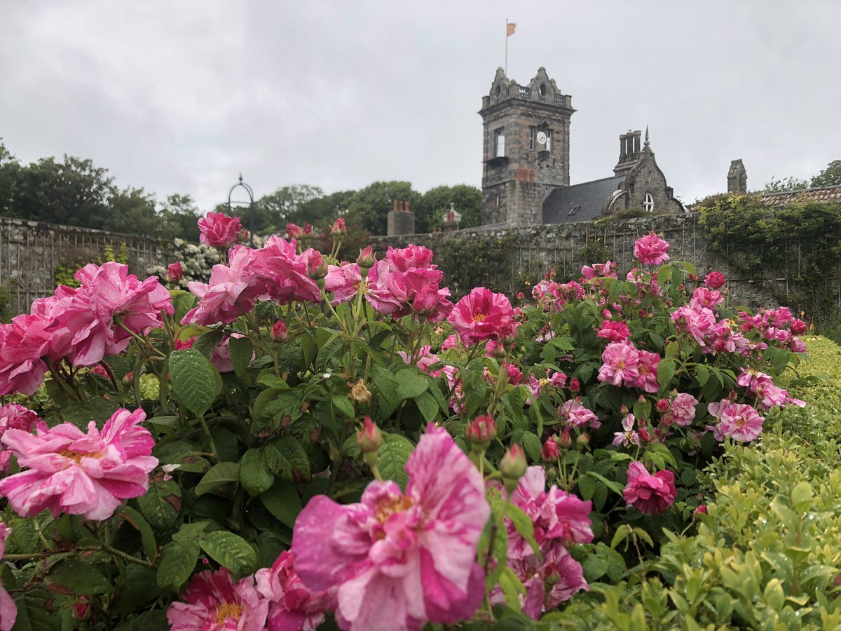 Christopher Beaumont (@seigneurofsark) on Twitter photo #LaSeigneurie #Sark open today in support of the National Garden Scheme <a href="/NGSOpenGardens/">National Garden Scheme</a>. The Rosa Mundi are here for your pleasure. #LaSeigneurie #Sark open today in support of the National Garden Scheme <a href="/NGSOpenGardens/">National Garden Scheme</a>. The Rosa Mundi are here for your pleasure.