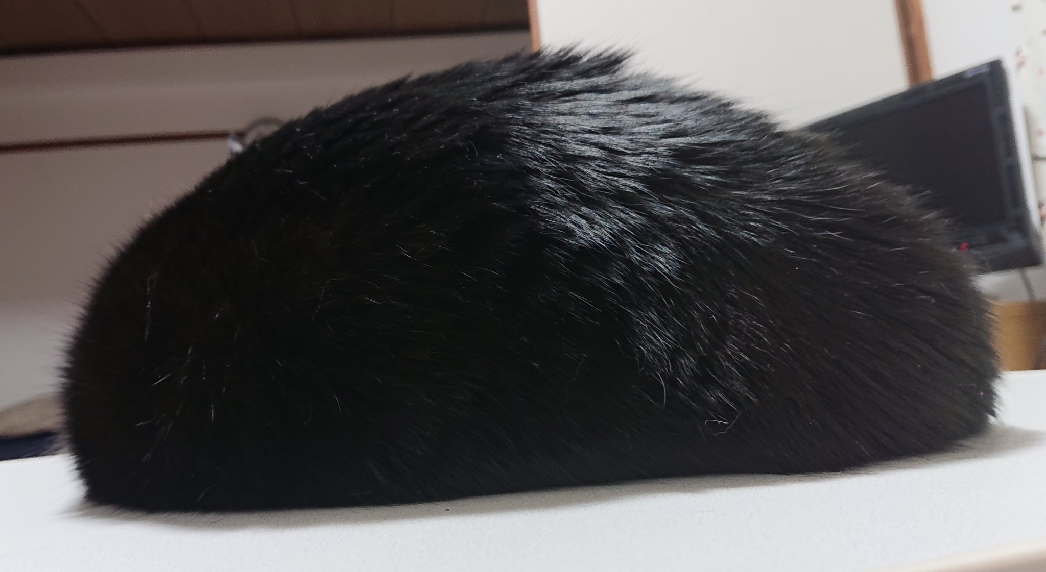 くろねこんぼ様ご確認用です(^-^) 今日はオレオくんの命日です。目力があるとってもハンサム猫で