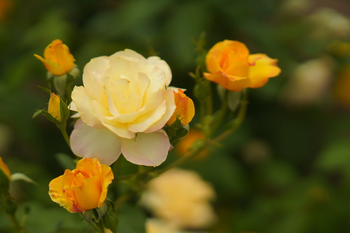 久しぶりに鶴舞公園行ったけど花が増えてた