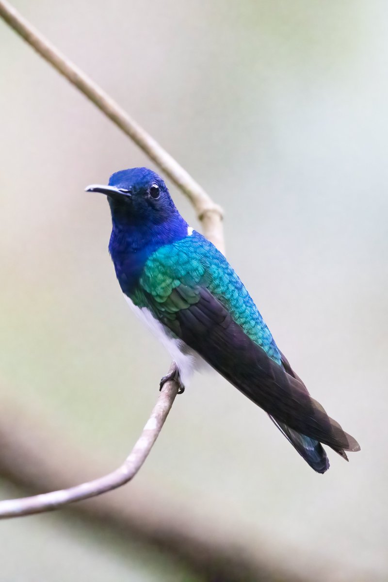 Jacobin Hummingbird, Panama #birdphotography #BirdsOfTwitter #birdwatching #BBCWildlifePOTD #nature #NaturePhotography #wildlifephotography #wildlife #TwitterNatureCommunity #twitterbirds #BirdTwitter #naturelovers #BirdsSeenIn2025 #BirdsOfX #NatureLovers #natureworld