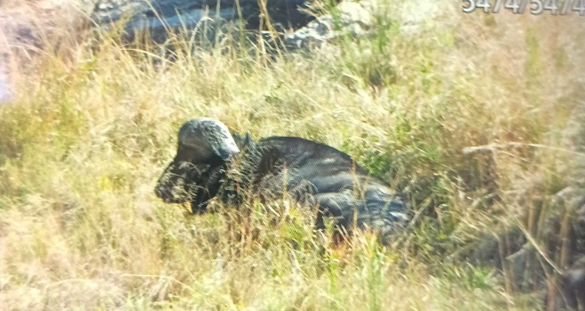 11:29am
1 Buffalo 
H3, 500m N of S118
Near Malelane
4/5
Tinged by LilReds