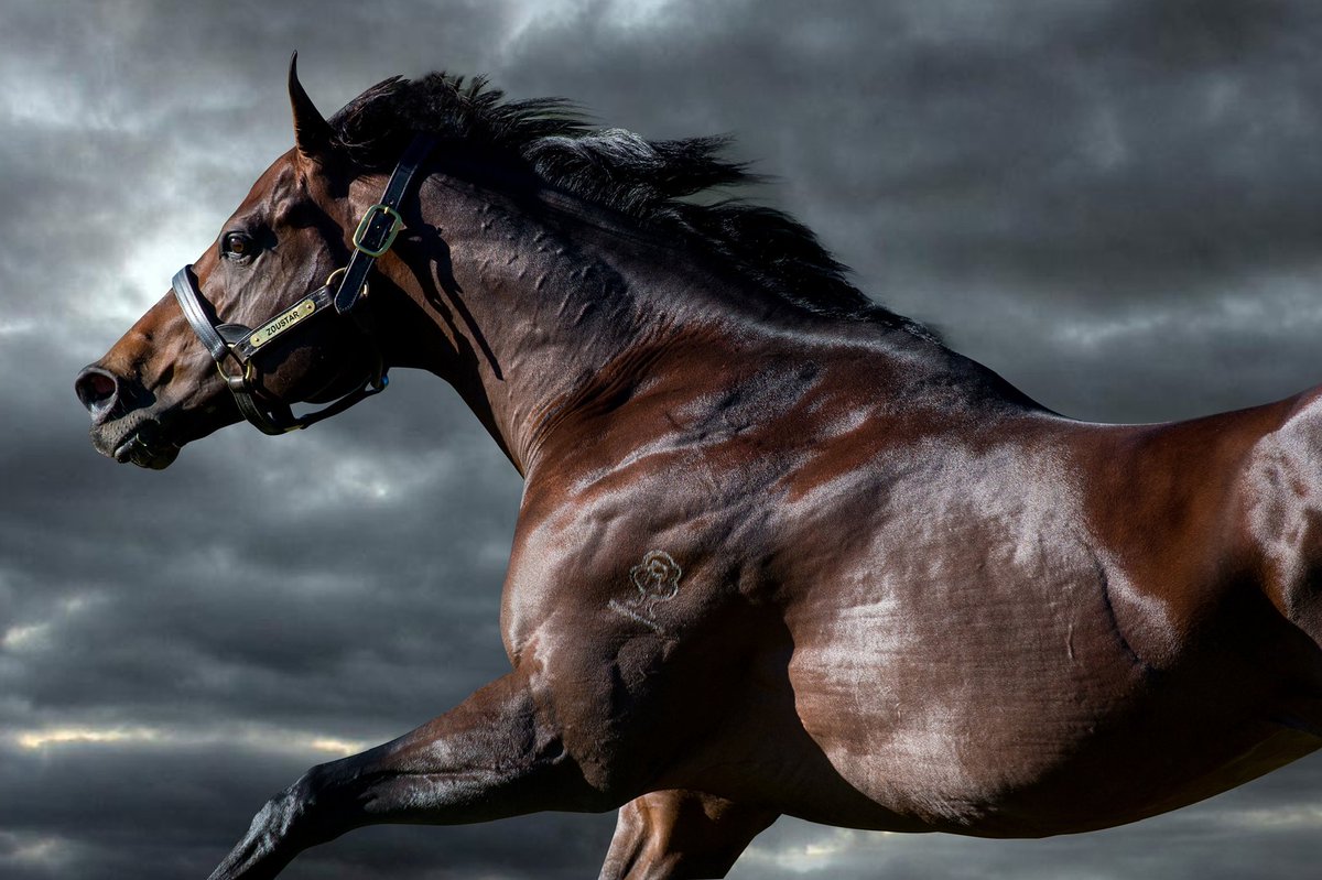 Incredible Day for Zoustar ⭐️ with 6️⃣Australian winners
🥇Joliestar - Gr1 
🥇Zaszou - SW
🥇Thunderlips 
🥇Bengal 
🥇Maybe
🥇Zouthur