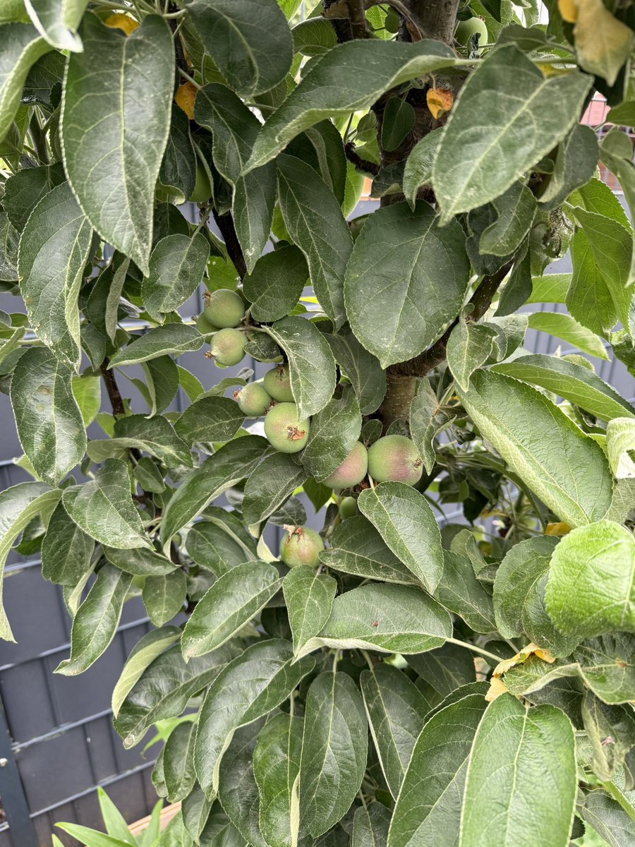 Looks Like a lot of #MacMinis are deployed this year.