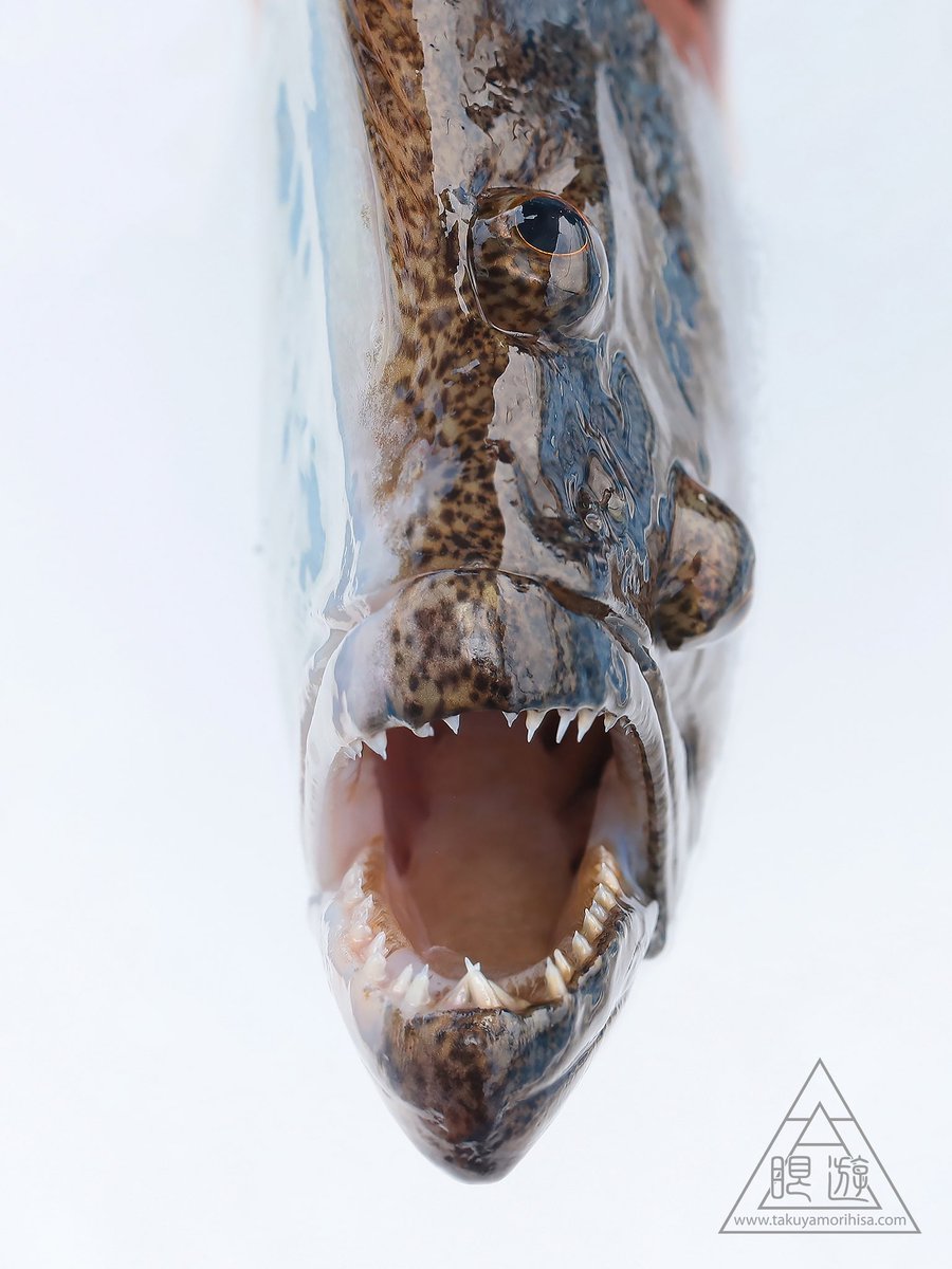 何という魚か分かるかな？

 #生き物が大きく口を開けている写真が見たい