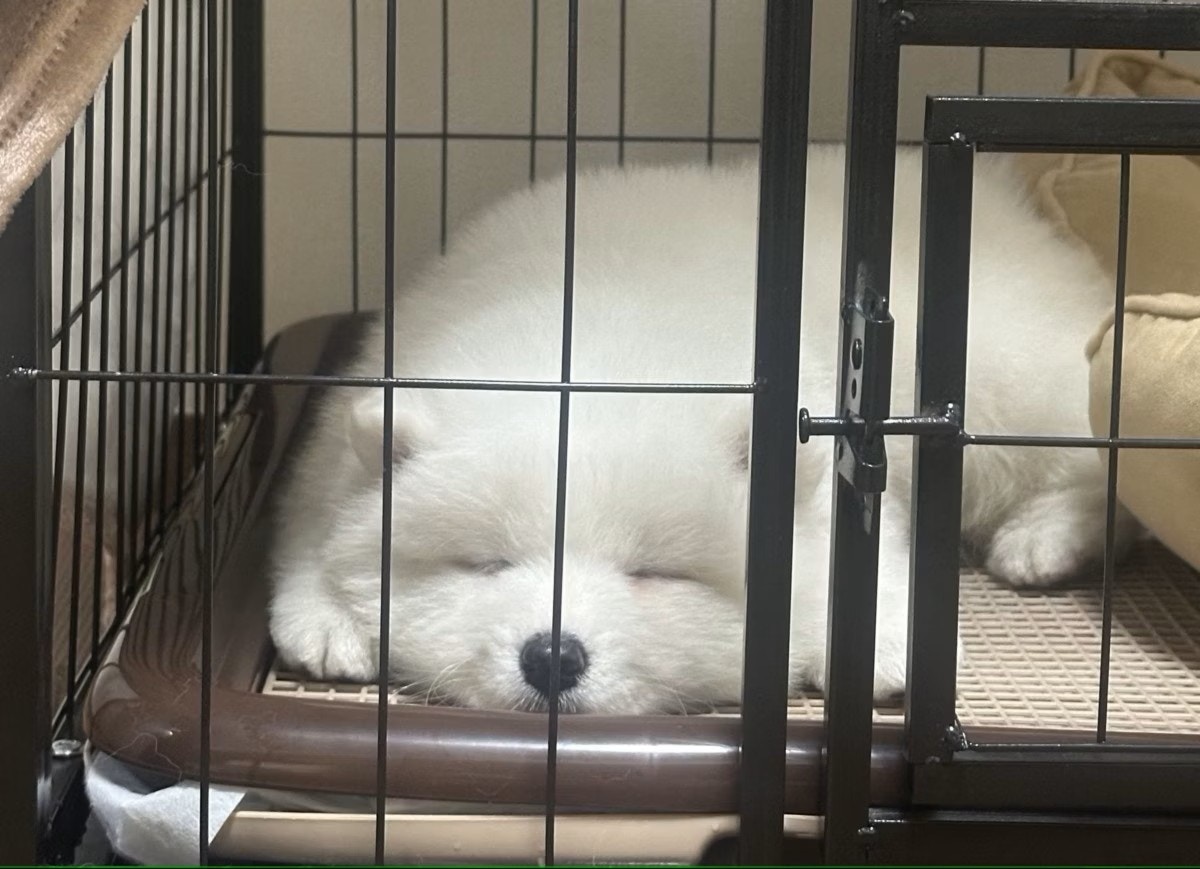 【可愛すぎ】まるで白大福！ 生後2カ月サモエドの「ぺしょん寝」
news.livedoor.com/article/detail…

飼い主は「生後2ヶ月のサモエドの寝姿、お餅すぎる」とXで写真を投稿。投稿には「この世の全てのカワイイをこの犬に置いてきた」「かわいいねぇ…とろとろだねぇ…」などのコメントが寄せられた。
