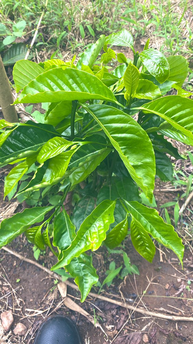 Muganzisecure's tweet photo. Our new 100 acre project in kasanda is taking shape and yes our commitment to grow to the largest youth owned coffee farming enterprise Uganda is taking shape now with addition of these, a total of 564 acres are under our new partnership with @KIGOZIAUGUSTIN2 we see the dream https://t.co/zImMLWUu3p