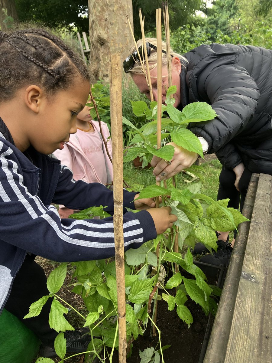 FoWCOS's tweet photo. Busy morning with Kids Grow Veg Workshop! Raspberries &amp; Sunflowers!🌻 https://t.co/eLv4e9KzbP