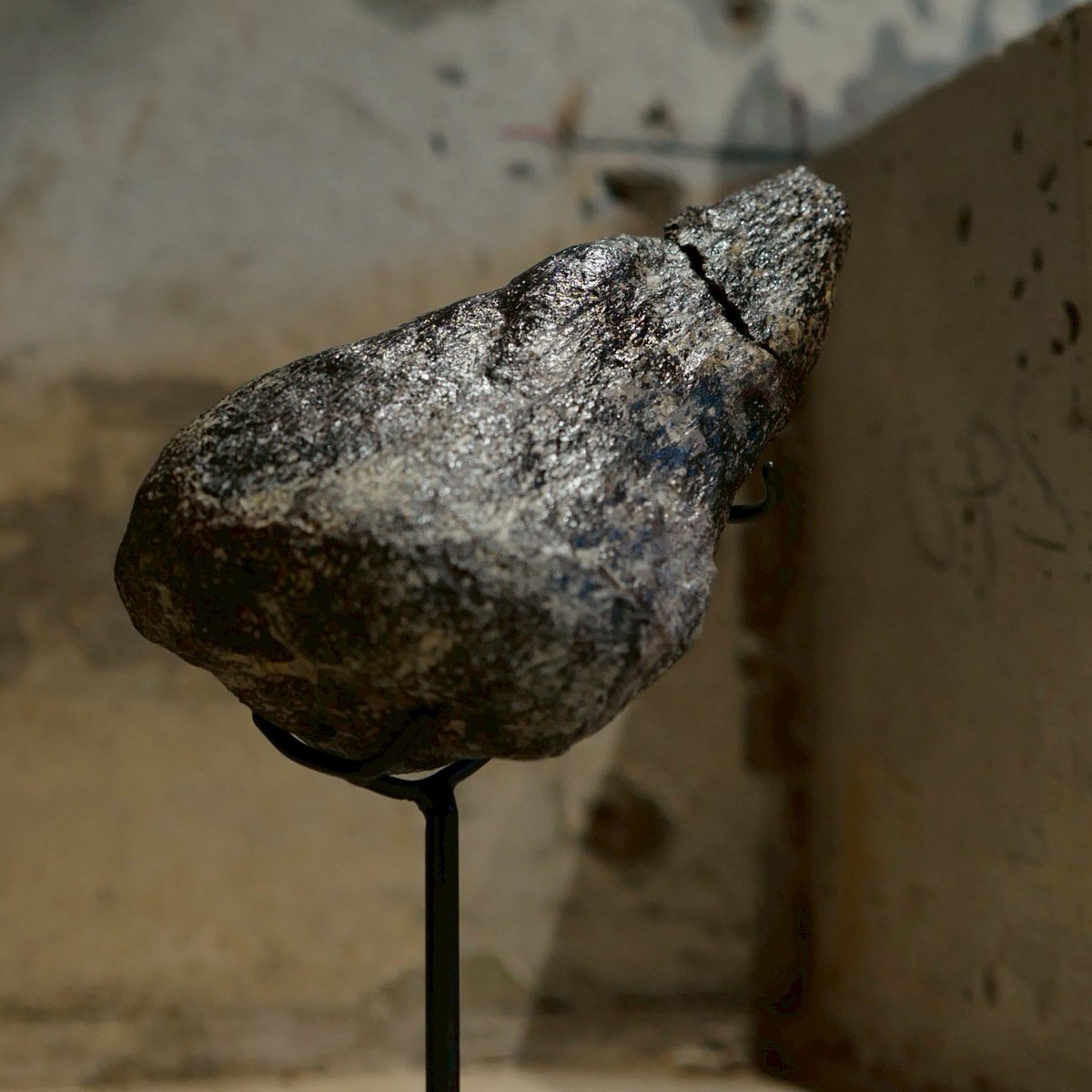 ＜鎧竜の代表格アンキロサウルスのトゲ＞

2021年、モロッコのエル・メルス層で世界最古（ジュラ紀）の新種のアンキロサウルスが発見されました。それ以降、モロッコから続々とアンキロサウルスの化石が見つかっています。
