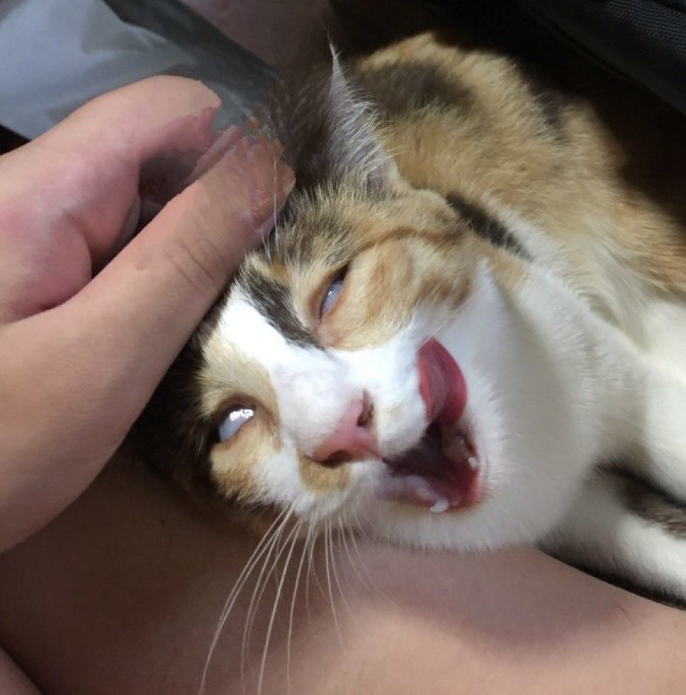 그리고 너무 열받으면 이렇게 눈 까뒤집음
앉아있는 사람: 뭐야 시발