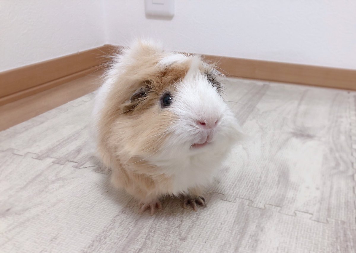 おやちゃい！！！！！