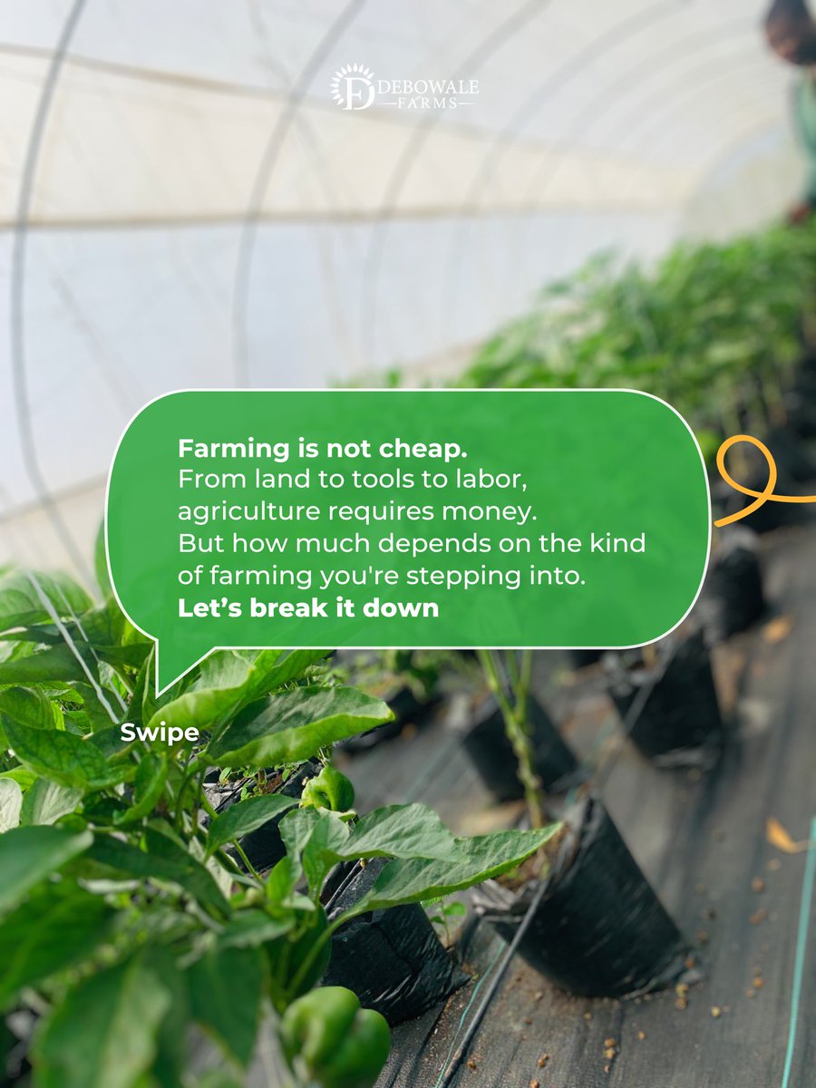 debowale_farms's tweet photo. Farming needs money, yes. But how much and how you raise it depends on how you start.
Swipe the carousel.
Follow us for smart agri-education that helps you grow.
#FarmWisely #debowalefarms #horeca #agriculture #FarmingTips #businesscapital #smartbusiness #farmlife #farm https://t.co/p3euTj2dYK