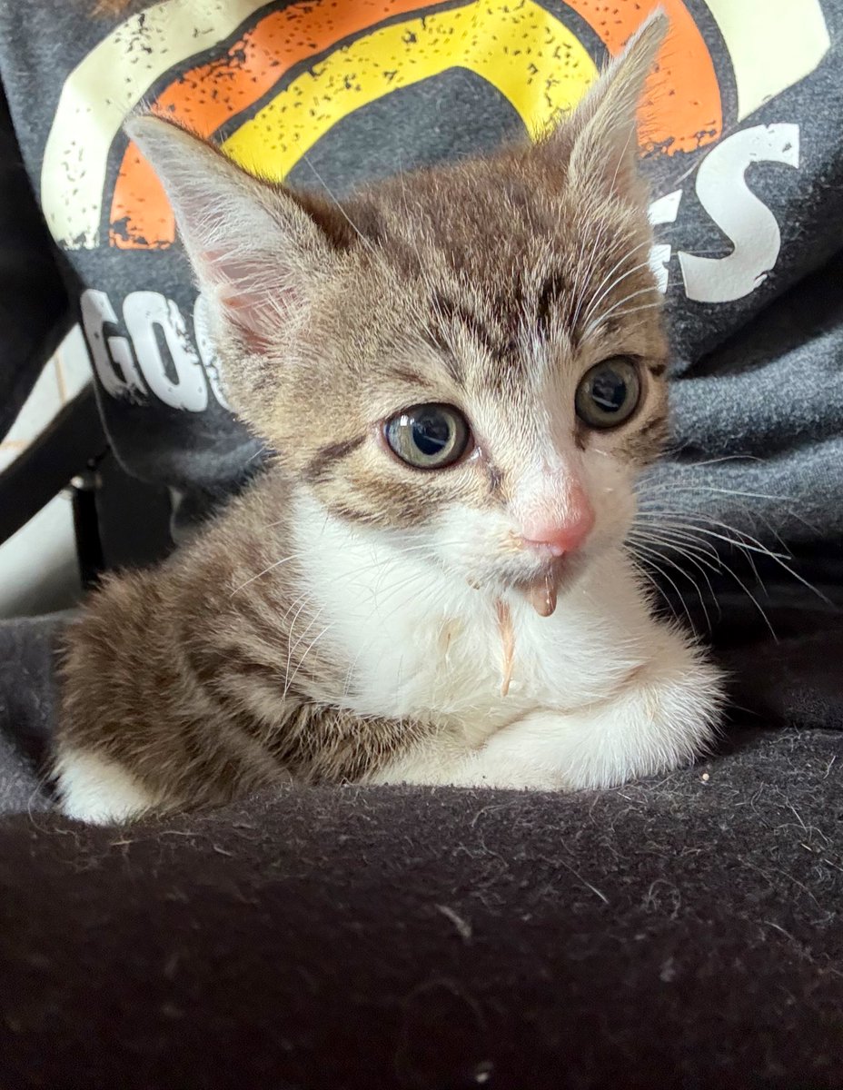 Just Tinker Bell tweet media