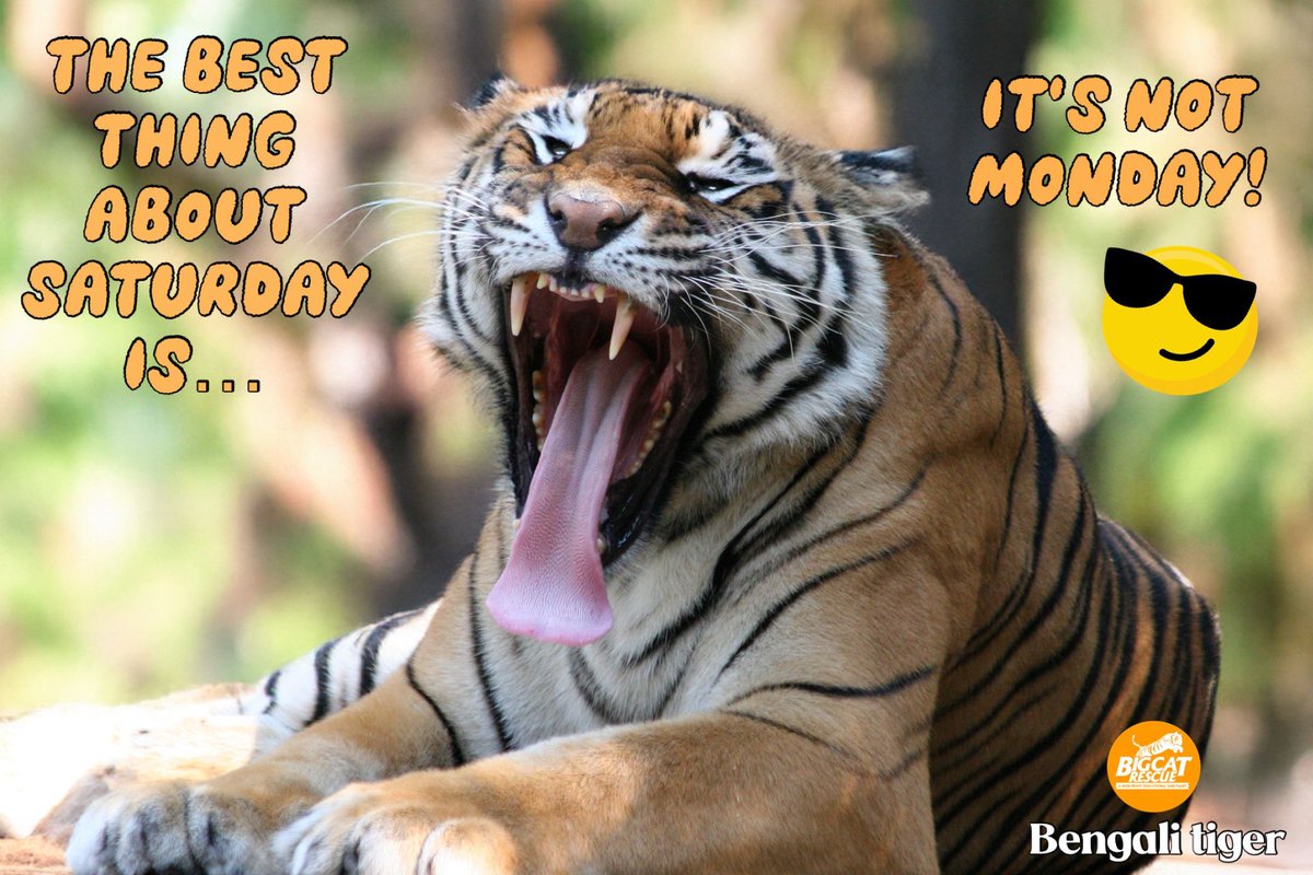 “The best thing about Saturday is…it’s not Monday!”

#BengaliTiger #BigCatRescue #Tiger #Cat #Saturday #Funny #Weekend #WeekendMood #Laugh #Funny #Silly