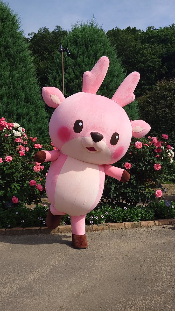 IWASHIKA0410's tweet image. 今日は足利フラワーパークにて、イワシカちゃんが登場しました!可愛い❤